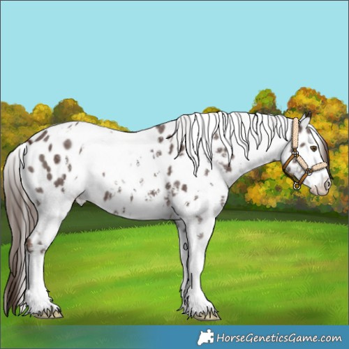 Horse Color:White Spotted Liver Chestnut Sabino Leopard 