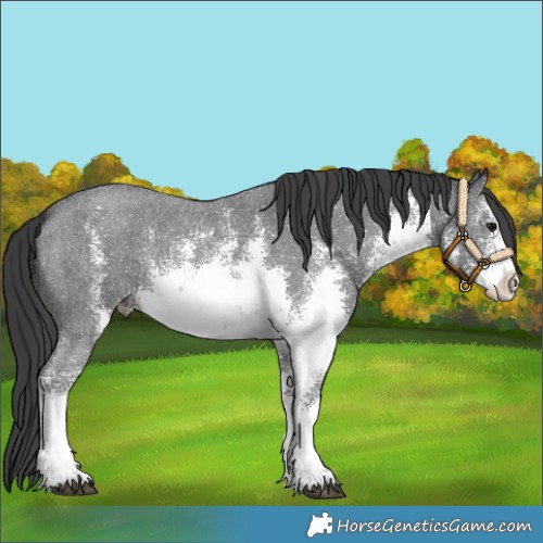 Horse Color:White Spotted Black Sabino Appaloosa Rabicano 
