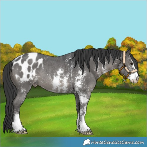 Horse Color:Black Sabino Appaloosa Rabicano 