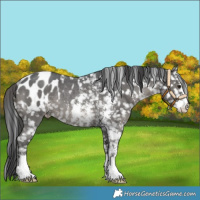 Horse Color:Black Sabino Blanket Rabicano