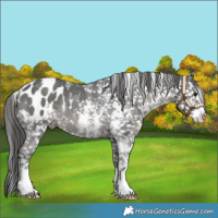Horse Color:Black Sabino Blanket Rabicano