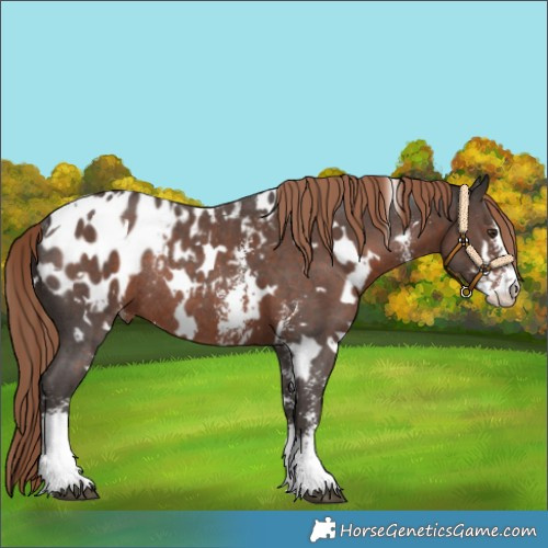 Horse Color:White Spotted Liver Chestnut Sabino Appaloosa Rabicano 