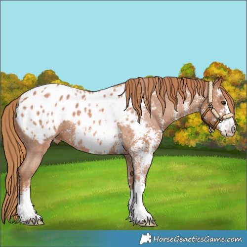 Horse Color:Chestnut Sabino Appaloosa 