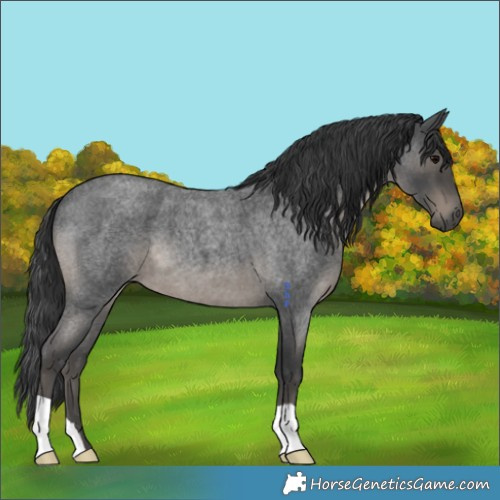 Horse Color:Blue Roan 