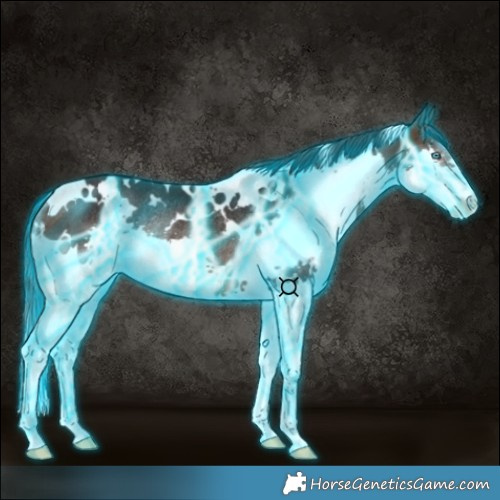 Horse Color:Thunderstruck White Spotted Brown Splash Rabicano