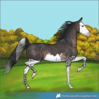 Horse Color:Platinum Brown Splash