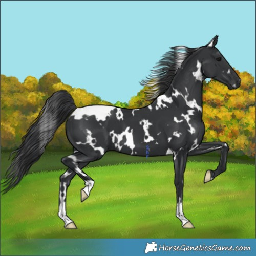 Horse Color:Platinum White Spotted Black 