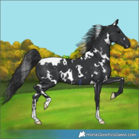 Horse Color:Platinum White Spotted Black
