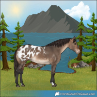 Horse Color:Brown Dun Appaloosa 