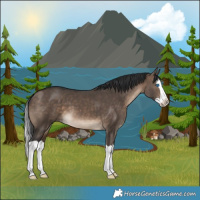 Horse Color:Brown Dun Splash