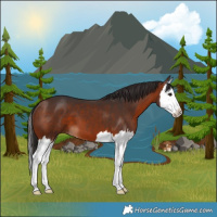 Horse Color:Bay Splash 