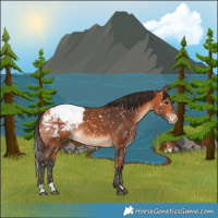 Horse Color:Bay Appaloosa