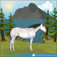Horse Color:Bay Roan Dun Splash