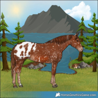 Horse Color:Chestnut Appaloosa Rabicano 
