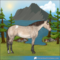 Horse Color:Bay Dun Appaloosa
