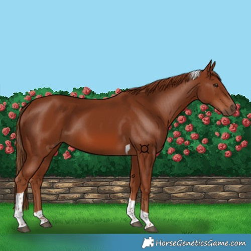 Horse Color:Chestnut Tobiano 