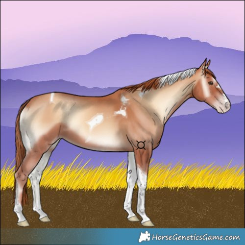 Horse Color:Gold Champagne Onyx Tobiano 