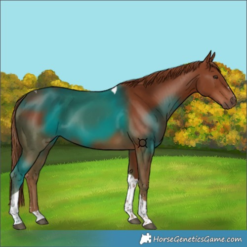 Horse Color:Chestnut Tobiano 
