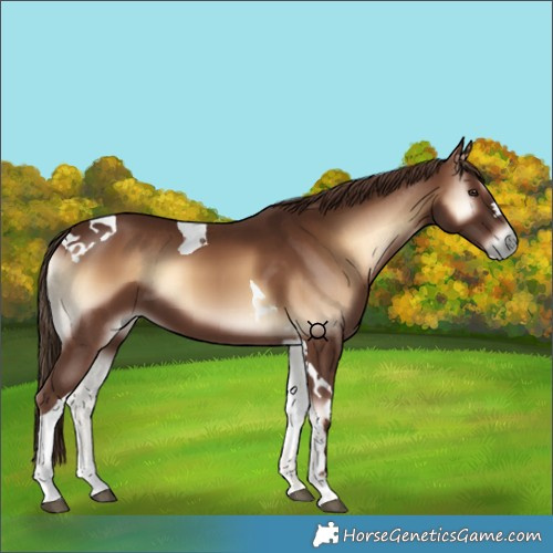 Horse Color:Red Onyx Tobiano 