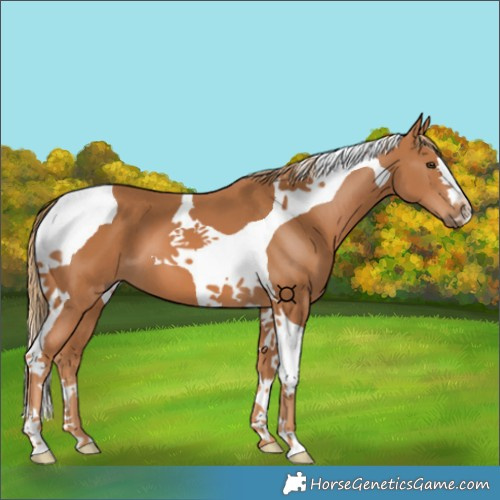 Horse Color:Chestnut Tobiano