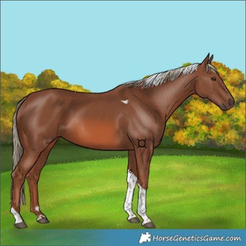 Horse Color:Chestnut Mushroom Tobiano