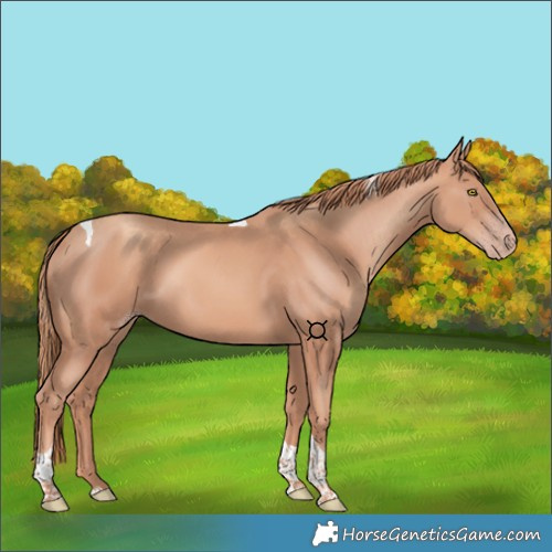 Horse Color:Gold Champagne Tobiano
