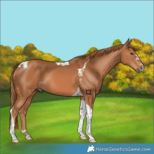 Horse Color:Chestnut Tobiano
