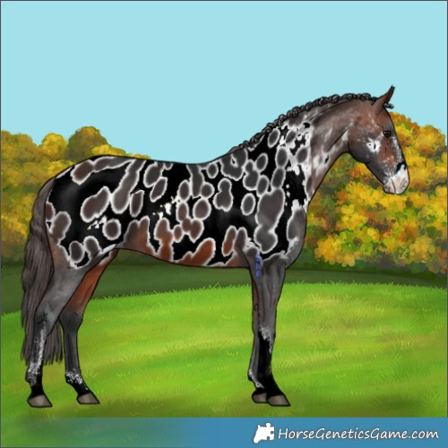 Horse Color:Bay Sabino Near Leopard 
