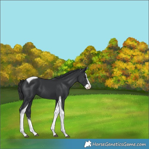 Horse Color:Black Splash Tobiano 