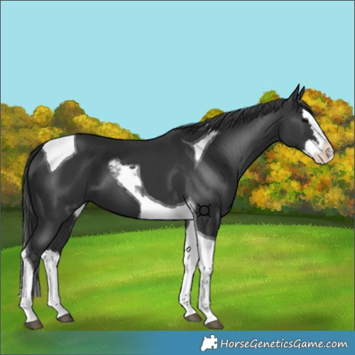 Horse Color:Black Splash Tobiano 
