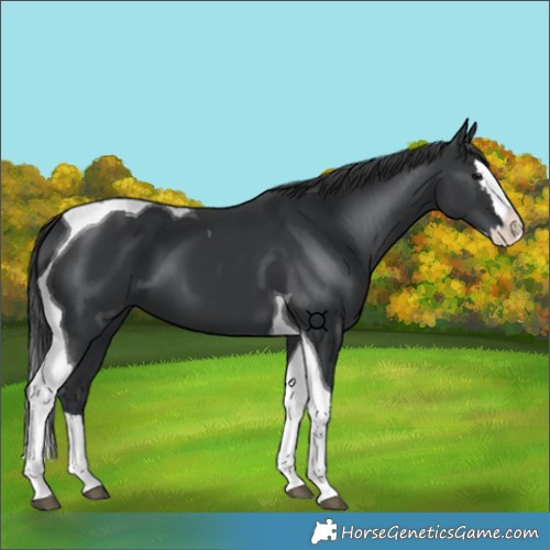 Horse Color:Black Splash Tobiano 