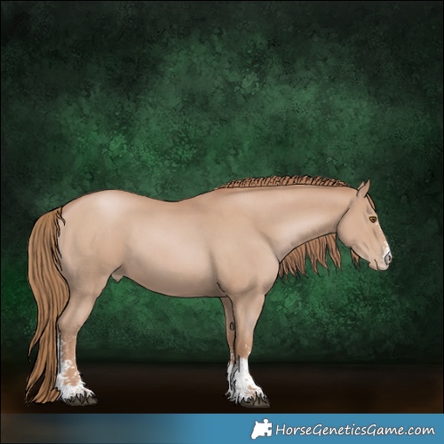 Horse Color:Black Pearl Sabino 