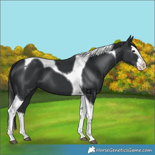 Horse Color:Black Splash Tobiano 