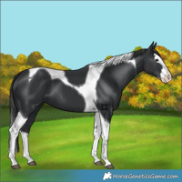 Horse Color:Black Splash Tobiano