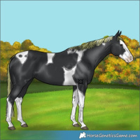 Horse Color:Painted Black Splash Tobiano 