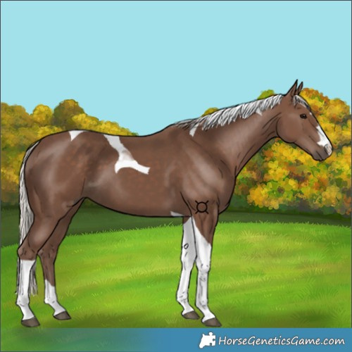Horse Color:Silver Black Tobiano 