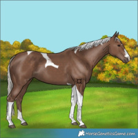 Horse Color:Silver Black Tobiano