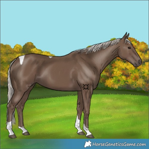 Horse Color:Silver Black Tobiano 