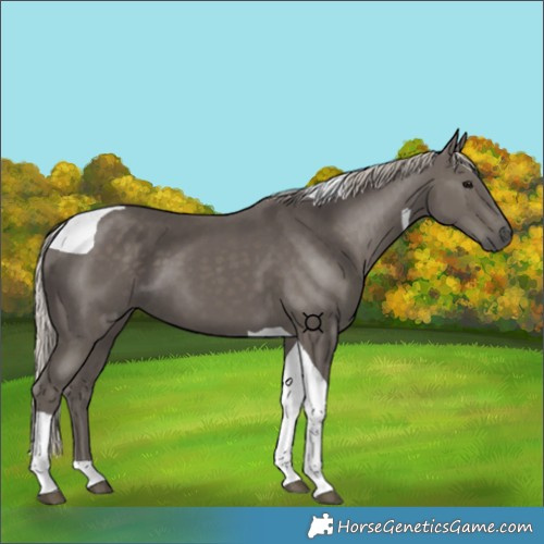 Horse Color:Silver Black Tobiano 