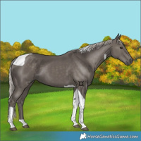 Horse Color:Silver Black Tobiano 