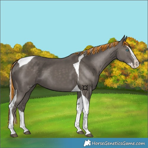 Horse Color:Painted Silver Black Splash Tobiano 