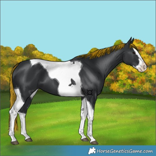 Horse Color:Painted Black Splash Tobiano 
