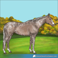 Horse Color:Silver Black Ice 