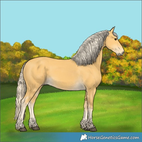 Horse Color:Palomino 