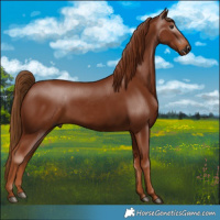Horse Color:Gray Chestnut 