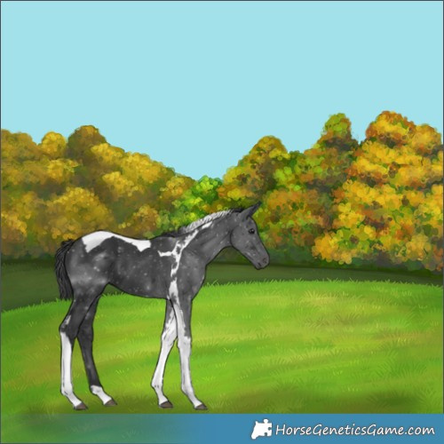 Horse Color:Black Tobiano 