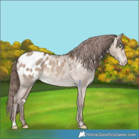 Horse Color:White Spotted Sable Champagne Dun Appaloosa