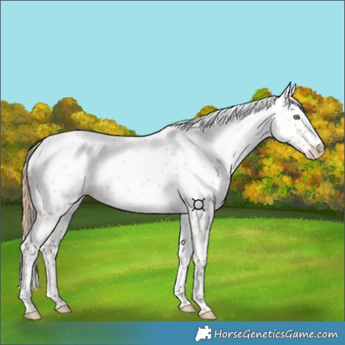 Horse Color:White Spotted Gold Champagne Dun 