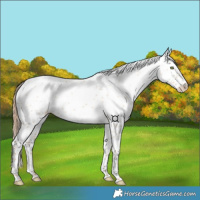 Horse Color:White Spotted Gold Champagne Dun 