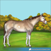 Horse Color:Red Dun Onyx Tobiano 